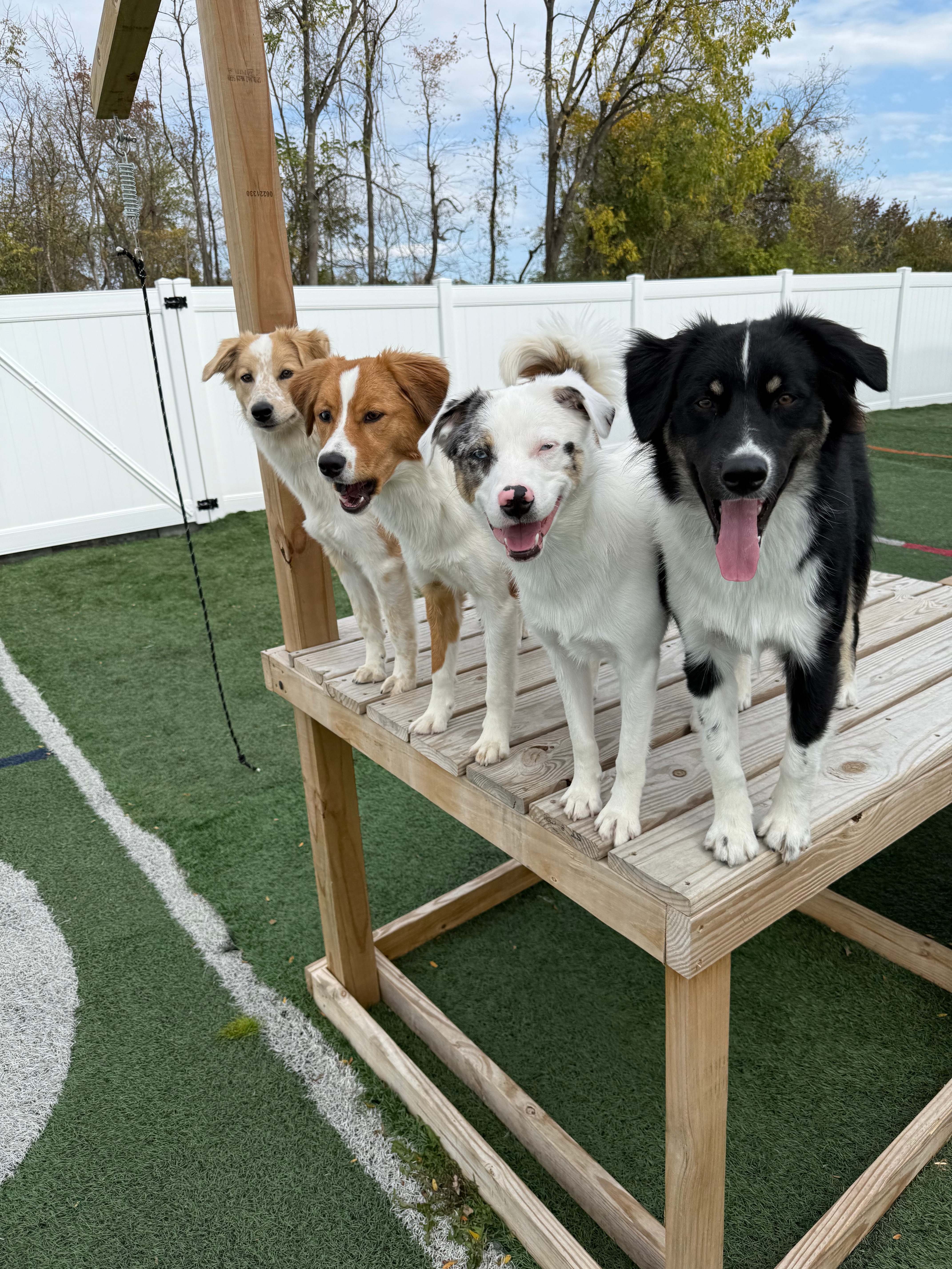 Dog mid-play at daycare